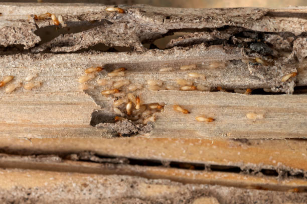 Best Wildlife Control Services  in Chouteau, OK